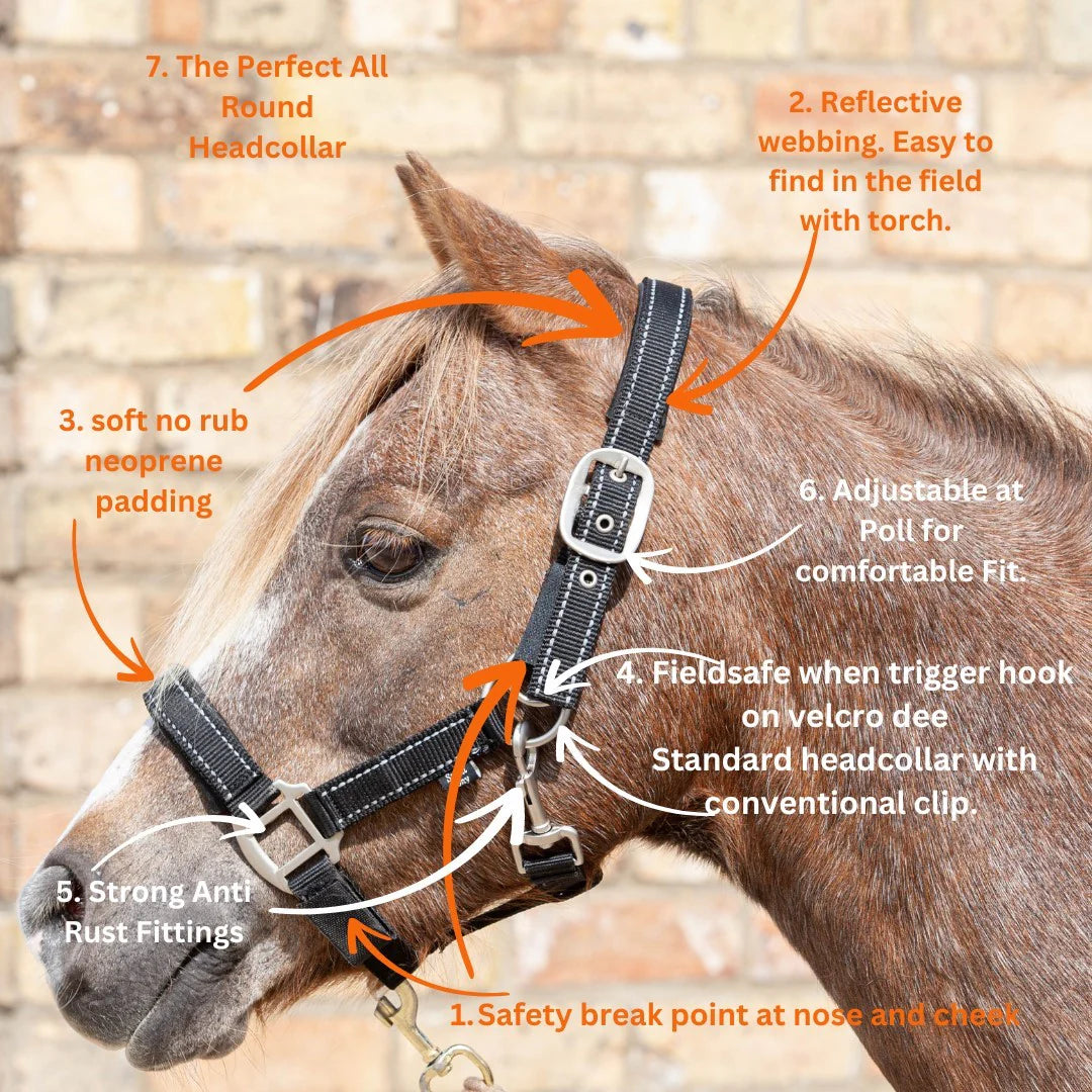 Cameo Equine Fieldsafe Headcollar