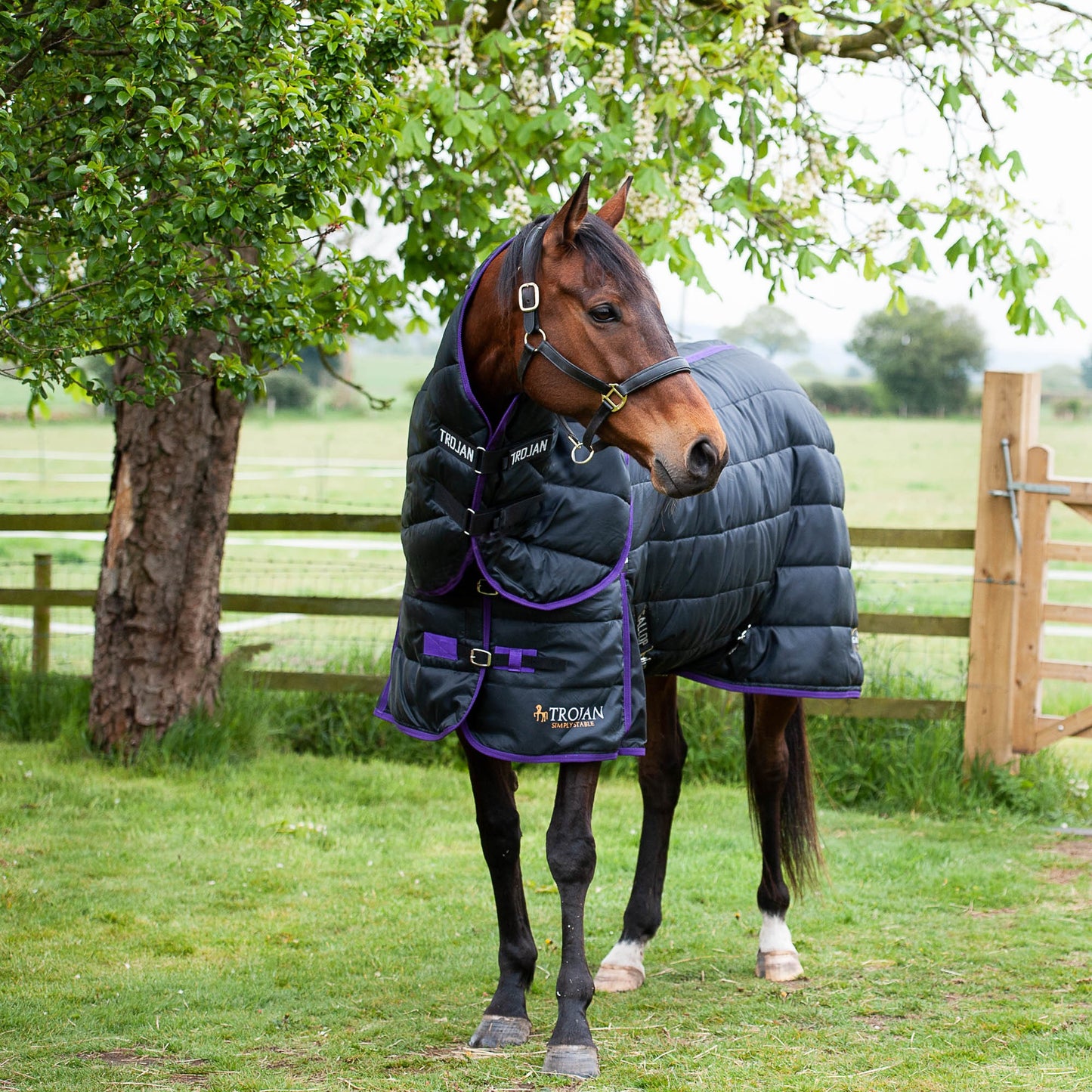 Gallop Trojan Dual 200 Stable Rug and Neck Set