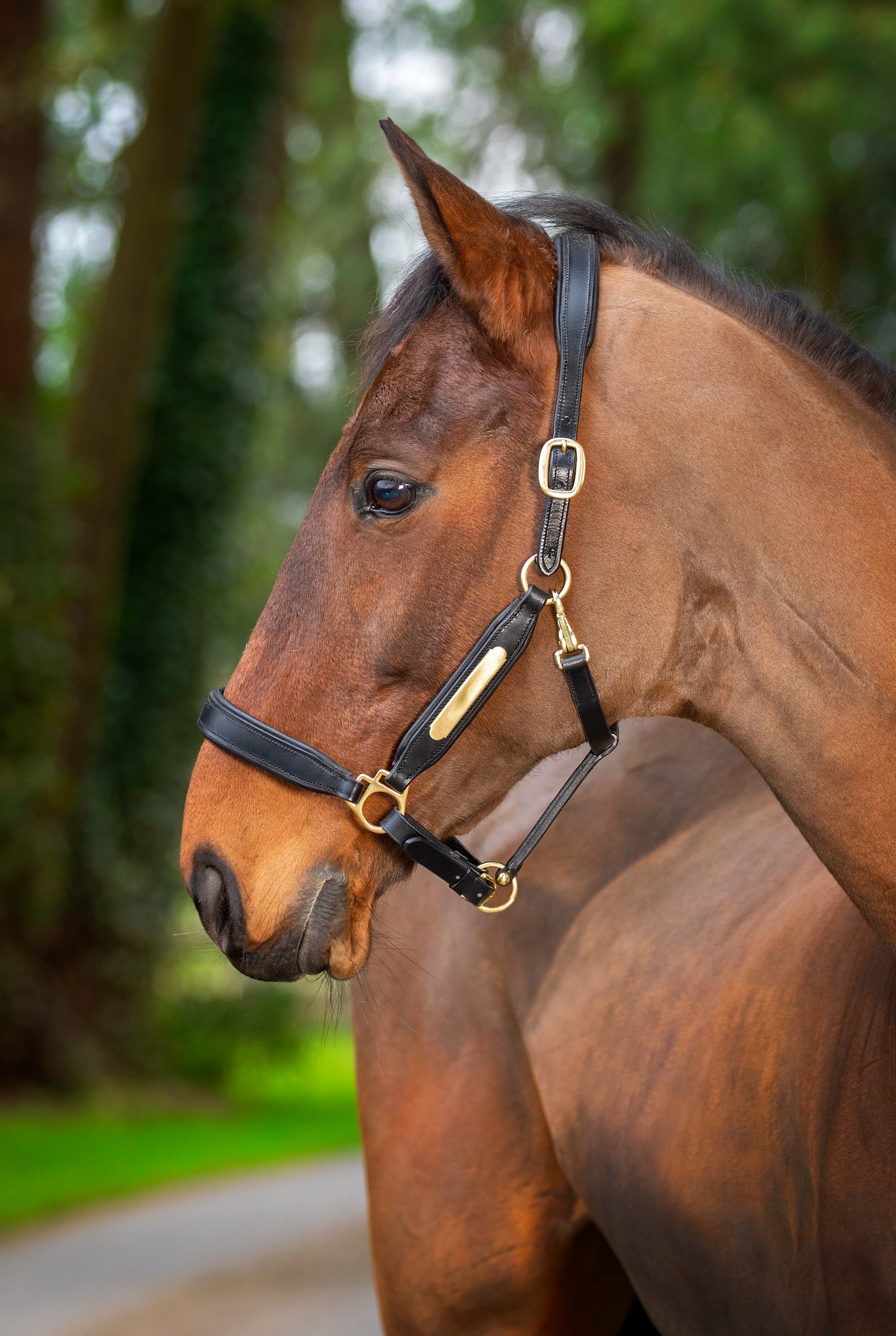 Aviemore Leather Nameplate Headcollar