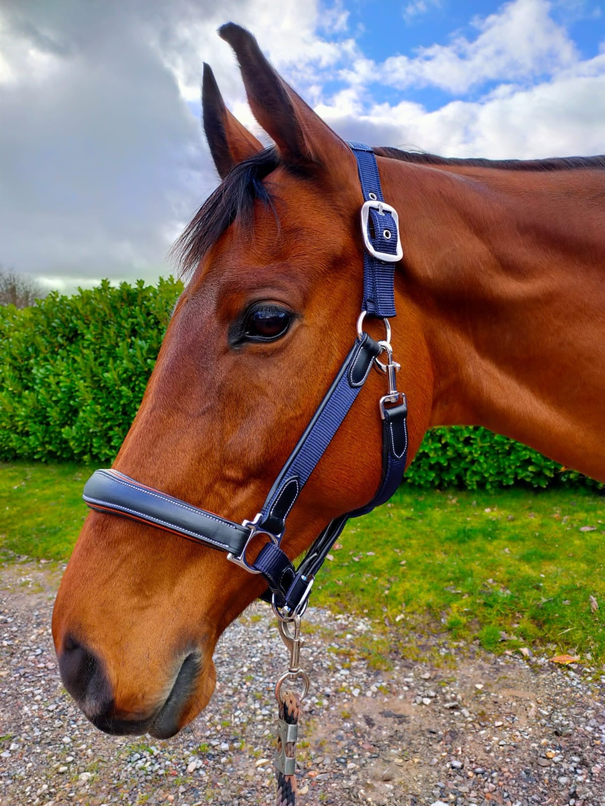 KM Elite Leather Webbing Headcollar