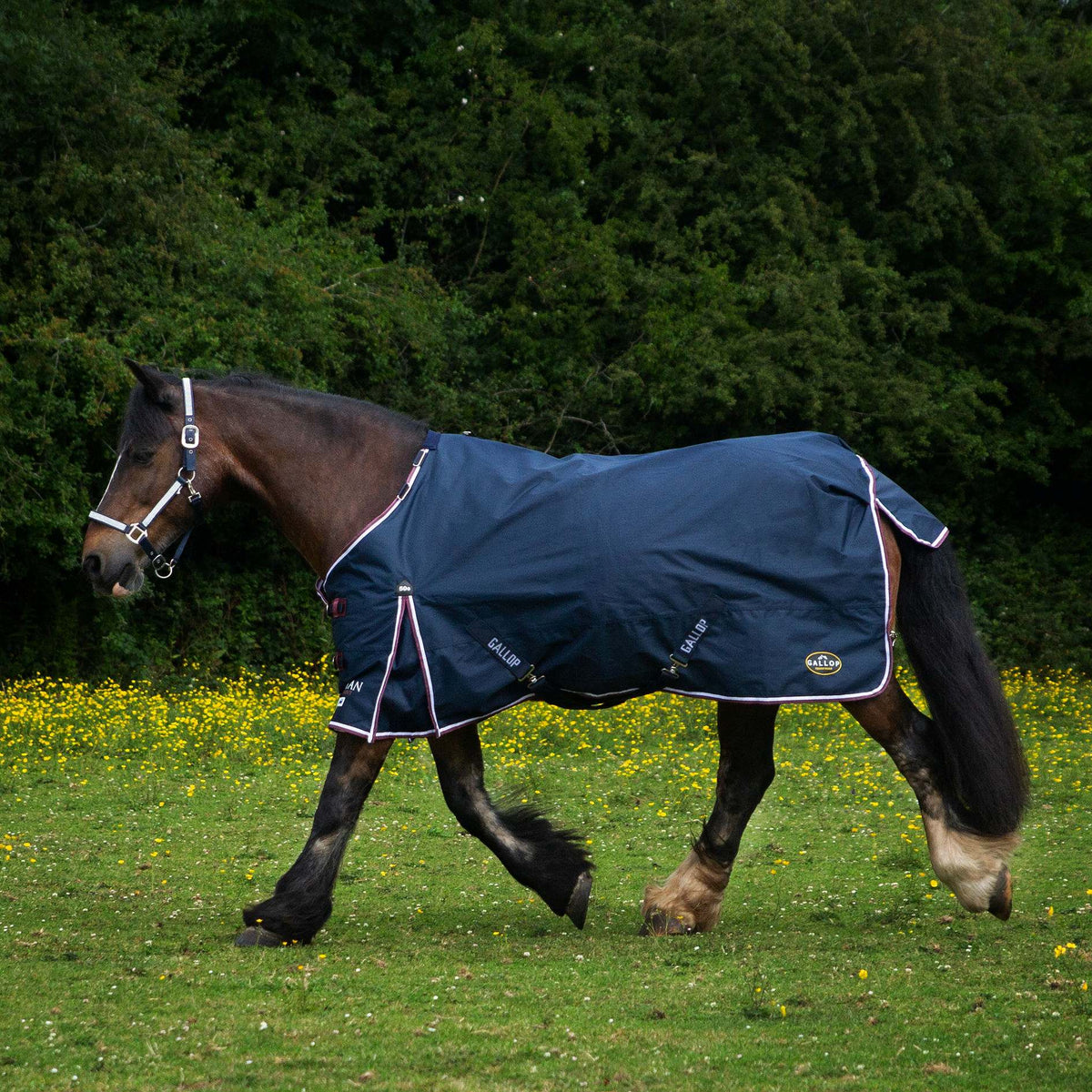 Gallop Trojan Duraproof Turnout 50g