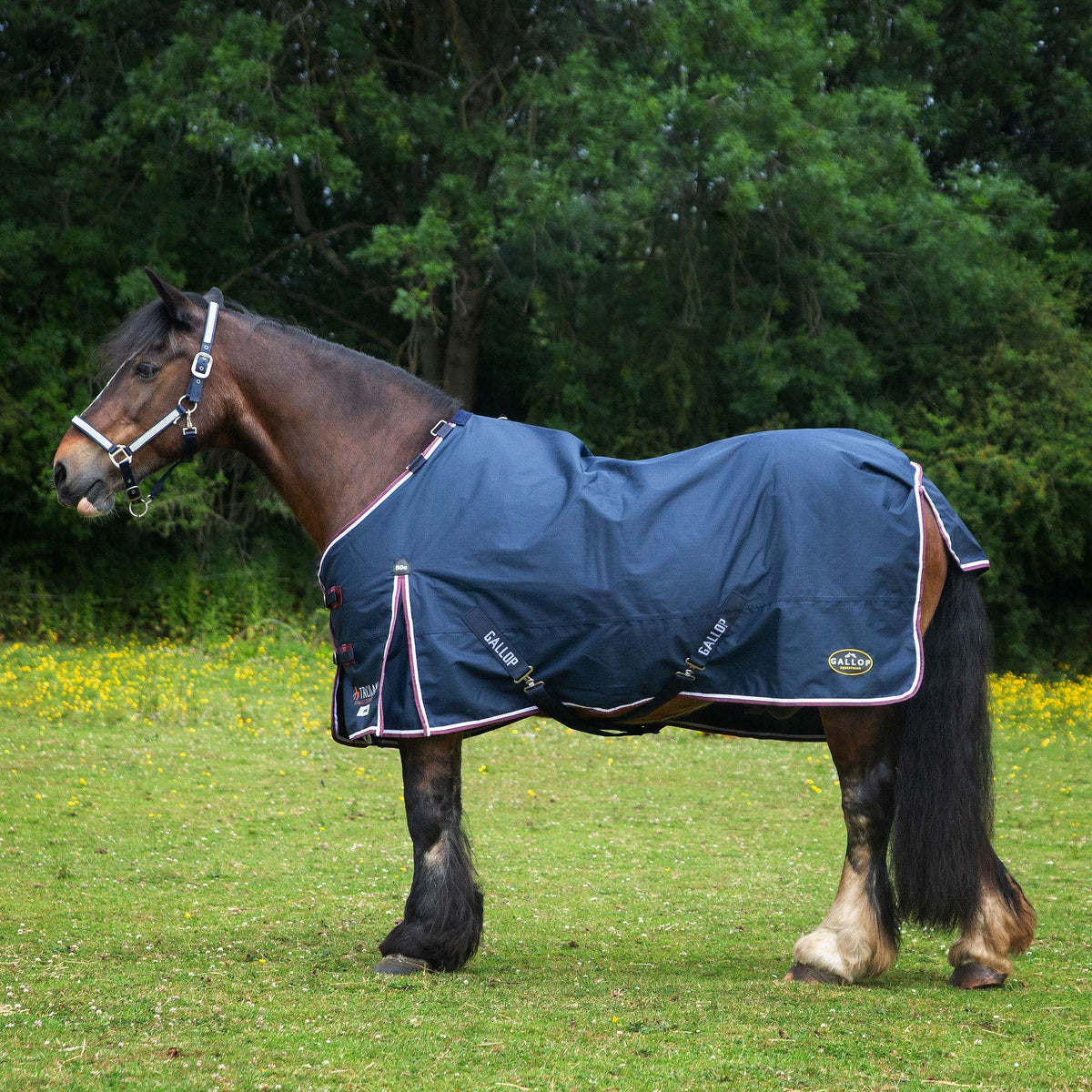 Gallop Trojan Duraproof Turnout 50g
