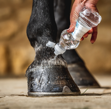 Carr & Day & Martin Daily Hoof Barrier