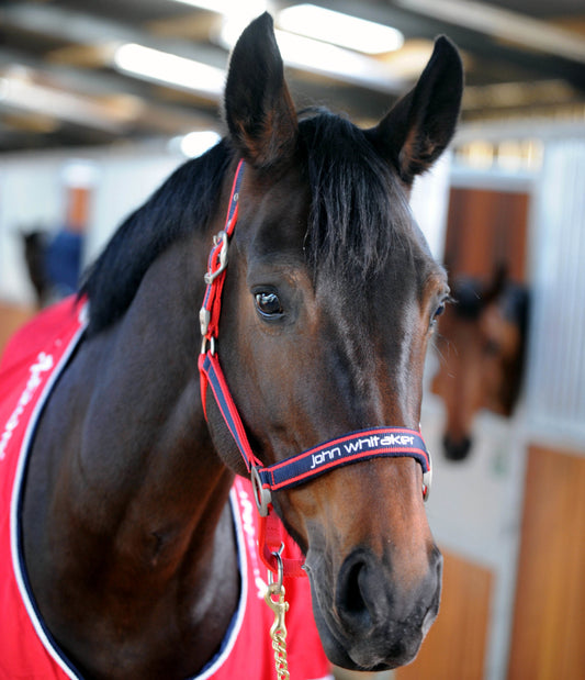 Whitaker Signature Headcollar Red/White/Blue