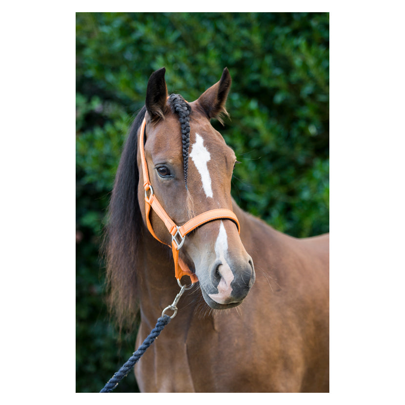 Cameo Equine Fieldsafe Headcollar