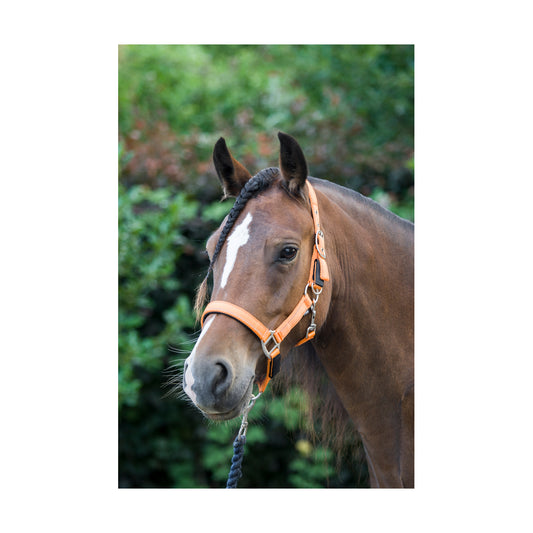 Cameo Equine Fieldsafe Headcollar