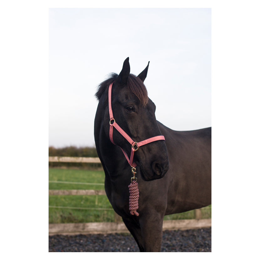 Cameo Equestrian Supreme Headcollar and Rope