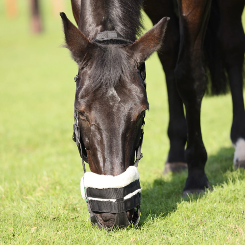 FreeGraze AirFlow Grazing Muzzle