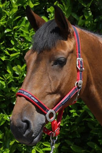 Whitaker Signature Headcollar Red/White/Blue